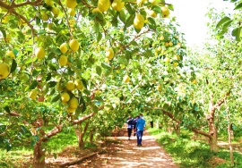 Saydong Orchard