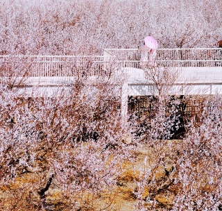 Tokxun Apricot Festival.jpg