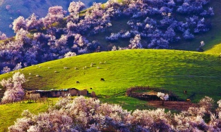 Yili Apricot Blossom.jpg