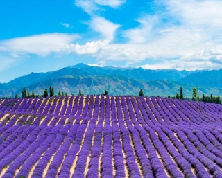 Huocheng Lavender.jpg