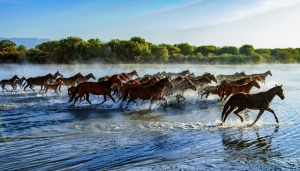 Zhaosu Tianma Horse.jpg