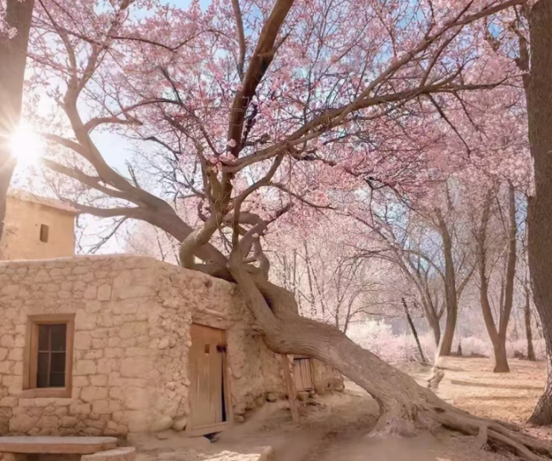 xinjiangtravel-apricot-blossom-2.png