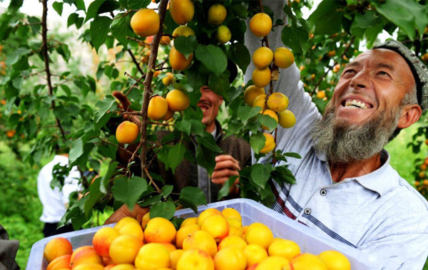 Xinjiang is The Home of The Melons and Fruits