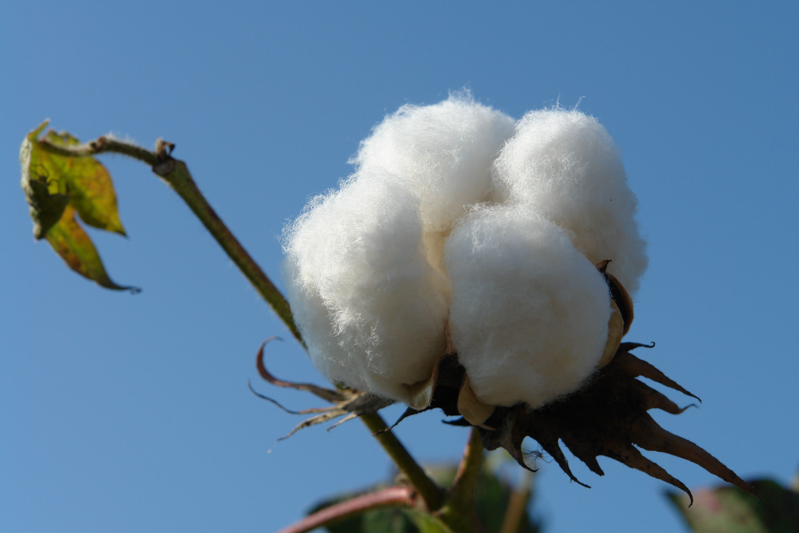 xinjiang-cotton-5.jpg