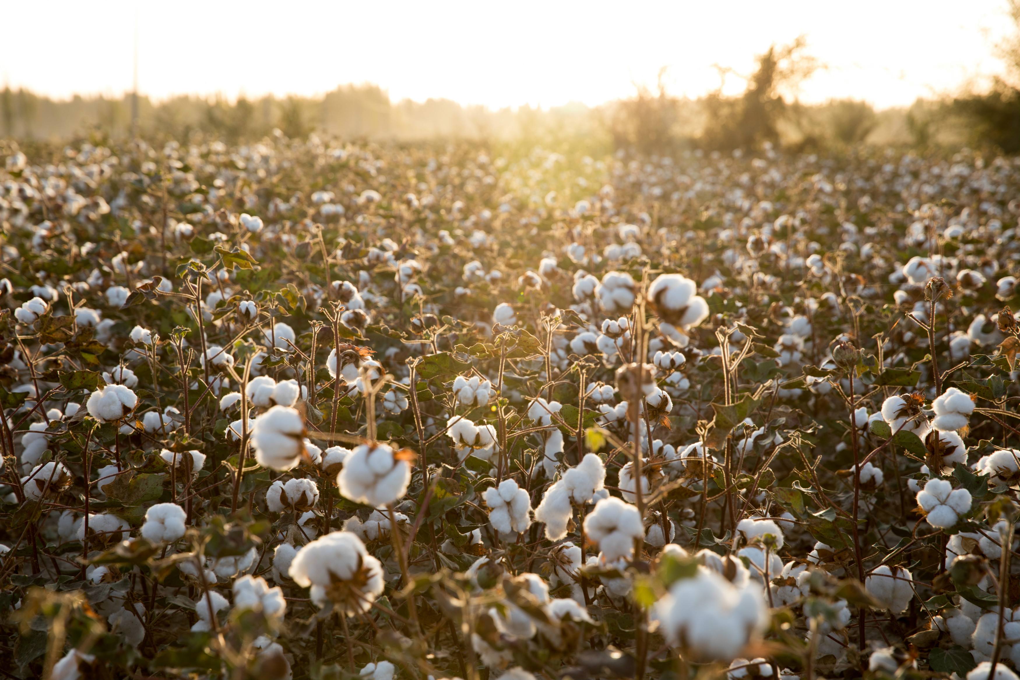 xinjiang-cotton-4.jpg