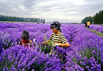 lavender1.jpg